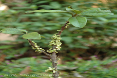 Diospyros ovalifolia